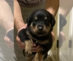 Small Photo #1 Rottweiler Puppy For Sale in SUN CITY, AZ, USA
