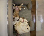 Small #3 American Pit Bull Terrier
