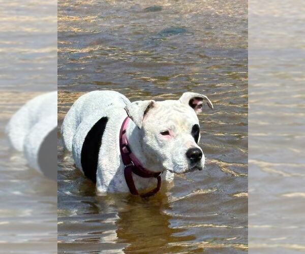 Medium Photo #3 American Pit Bull Terrier Puppy For Sale in Oakhurst, NJ, USA