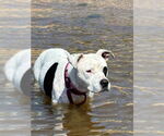 Small #2 American Pit Bull Terrier