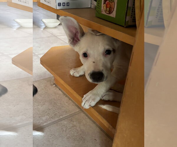 Medium Photo #3 American Pit Bull Terrier-Unknown Mix Puppy For Sale in Davis, CA, USA