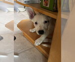 Small #2 American Pit Bull Terrier Mix