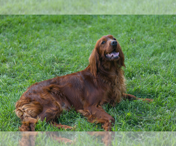 Medium Photo #8 Irish Setter Puppy For Sale in JONES, MI, USA