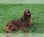 Small Photo #8 Irish Setter Puppy For Sale in JONES, MI, USA