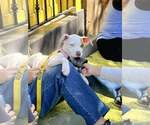 Small #14 American Pit Bull Terrier-Chihuahua Mix