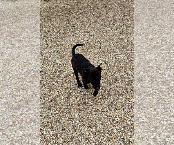 Medium Photo #5 Mutt Puppy For Sale in Oakhurst, NJ, USA