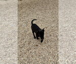 Small #4 Mutt