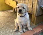 Small Photo #2 Labrador Retriever Puppy For Sale in SATELLITE BEACH, FL, USA