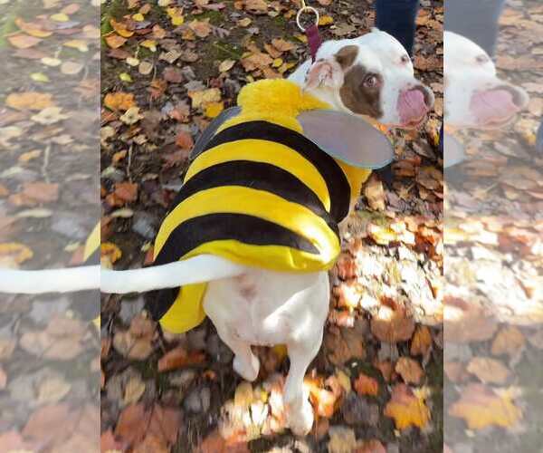 Medium Photo #15 American Staffordshire Terrier-Unknown Mix Puppy For Sale in Holly Springs, NC, USA