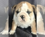 Small Photo #3 English Bulldog Puppy For Sale in BOWLING GREEN, KY, USA