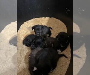 French Bulldog Puppy for sale in WAMEGO, KS, USA