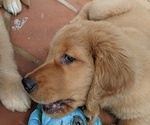 Puppy 7 Golden Retriever