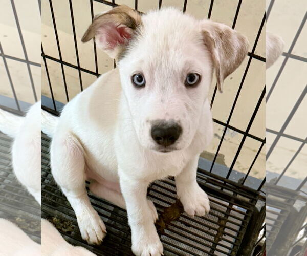 Medium Photo #2 Mutt Puppy For Sale in GILBERTS, IL, USA