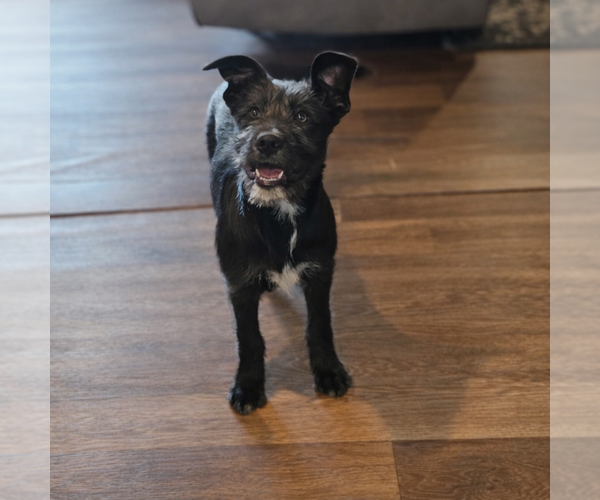 Medium Photo #5 GIANT SCHNAUZER -German Shepherd Dog Mix Puppy For Sale in Blacksburg, SC, USA