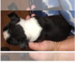 Small Photo #7 Boston Terrier Puppy For Sale in BEND, OR, USA