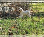 Small Photo #9 Goldendoodle Puppy For Sale in ATHENS, GA, USA