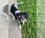 Small #4 Poodle (Miniature) Mix