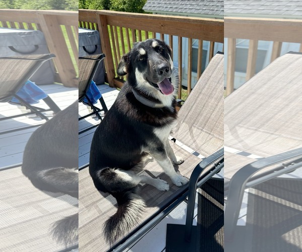 Medium Photo #2 German Shepherd Dog-Unknown Mix Puppy For Sale in McKinney, TX, USA
