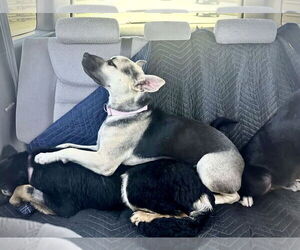 Piper - Female Labrador Retriever-Unknown Mix Dog for Adoption - Photo #9