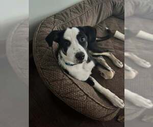 Medium Australian Shepherd Mix