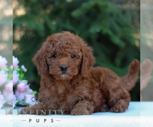 Goldendoodle (Miniature) Puppy for sale in EAST EARL, PA, USA