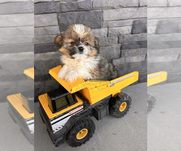 Medium Photo #1 Shiranian Puppy For Sale in MIDDLEBURY, IN, USA