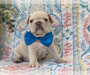 French Bulldog Puppy for sale in LANCASTER, PA, USA