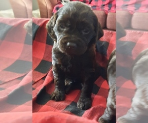 Boykin Spaniel Puppy for sale in WARWICK, ND, USA