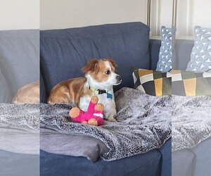 Mutt Dogs for adoption in Plainfield, IL, USA