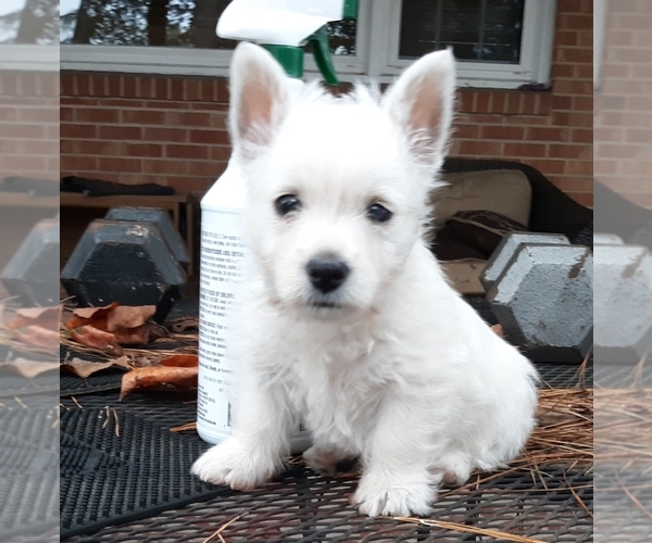 Medium Photo #1 West Highland White Terrier Puppy For Sale in BENSON, NC, USA