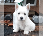 Small Photo #1 West Highland White Terrier Puppy For Sale in BENSON, NC, USA