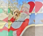 Small Photo #6 Goldendoodle Puppy For Sale in CROCKETT, TX, USA