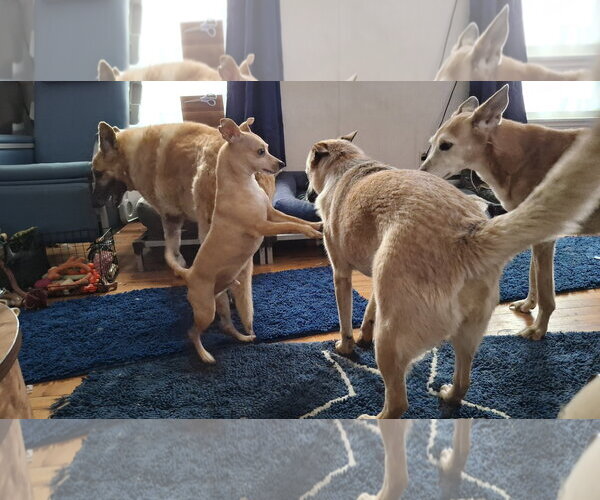 Medium Photo #3 Mutt Puppy For Sale in Sebec, ME, USA