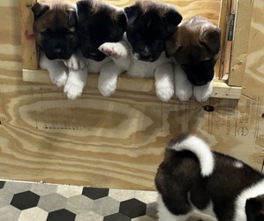 Akita Puppy for sale in CAPE CORAL, FL, USA