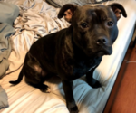 Small Photo #1 Staffordshire Bull Terrier Puppy For Sale in VANCOUVER, WA, USA