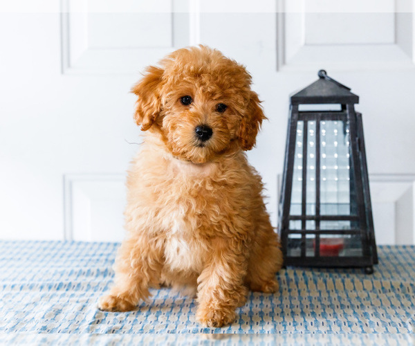 Medium Photo #3 Poodle (Toy) Puppy For Sale in WAKARUSA, IN, USA