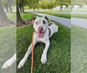 American Pit Bull Terrier-Unknown Mix Dogs for adoption in Sandy, UT, USA