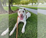 Small American Pit Bull Terrier Mix