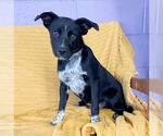 Small #1 Australian Shepherd Mix