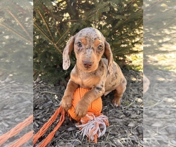 Medium Photo #3 Dachshund Puppy For Sale in MIDDLEBURY, IN, USA