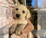 Small Photo #3 Labrador Retriever Puppy For Sale in BREWSTER, WA, USA