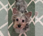 Small #2 Maltese Mix