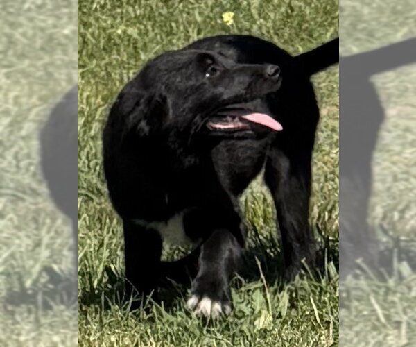 Medium Photo #36 Shollie Puppy For Sale in Sebec, ME, USA
