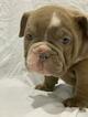 Small Photo #5 English Bulldog Puppy For Sale in DANIA BEACH, FL, USA