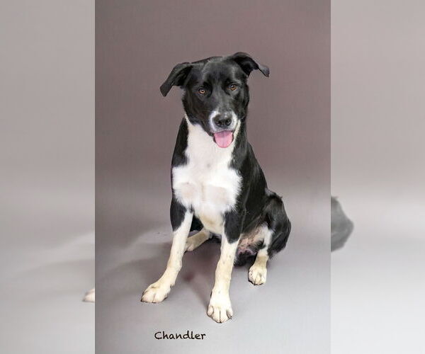 Medium Photo #1 Border Collie-Unknown Mix Puppy For Sale in Hot Springs Village, AR, USA