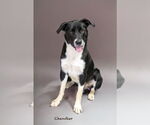 Small Border Collie Mix