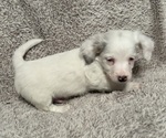 Small Photo #8 Chiweenie Puppy For Sale in BURLINGTON TOWNSHIP, PA, USA