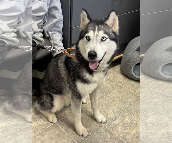 Medium Photo #2 Siberian Husky Puppy For Sale in Rustburg, VA, USA