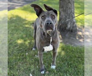 Mutt Dogs for adoption in Modesto, CA, USA