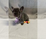 Small #11 French Bulldog